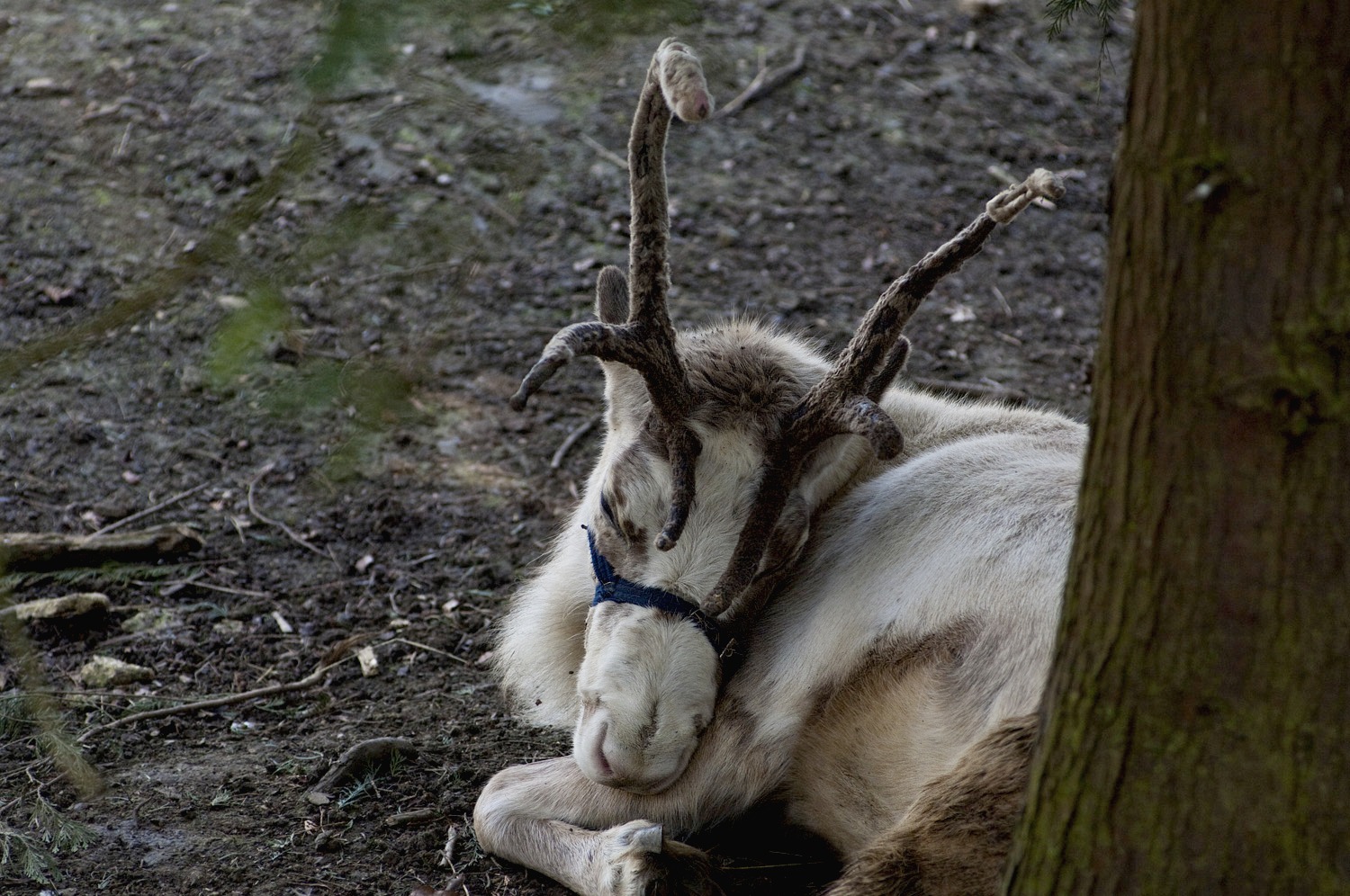 Caribou 2.jpg