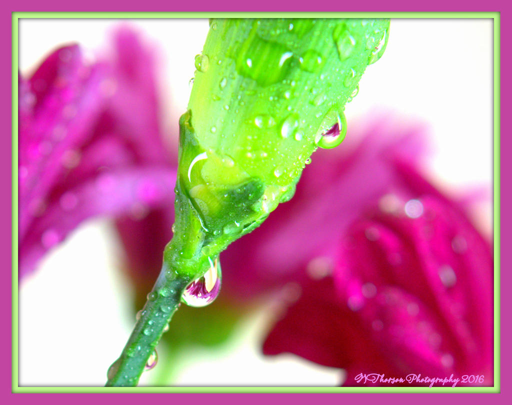 Carnation Bud with Purple Daisy Reflections in Water Drops 1-18-2016.jpg