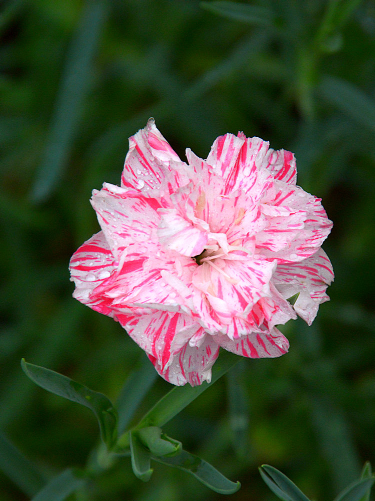 Carnation.jpg