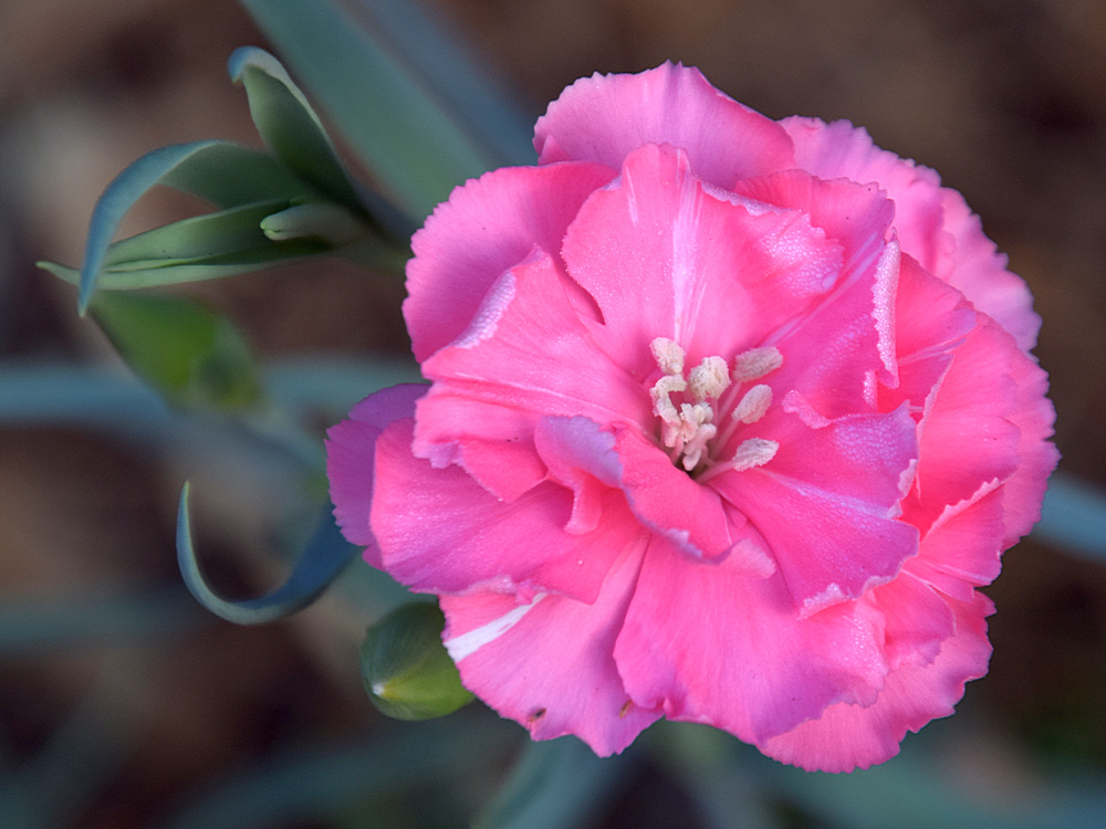Carnation.jpg