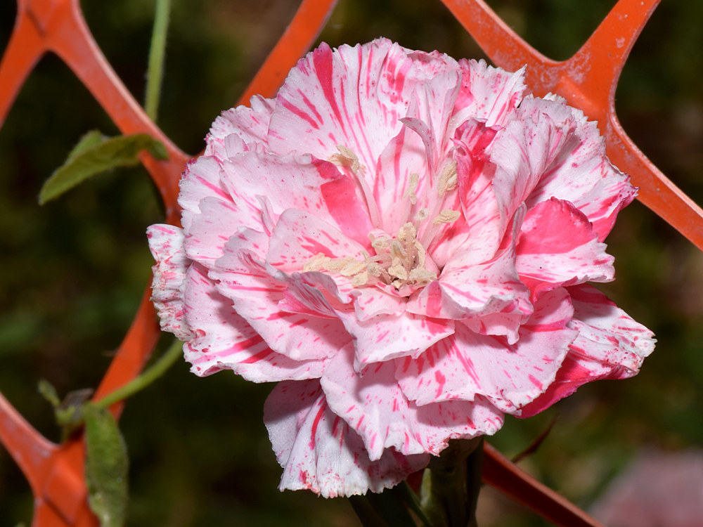 Carnation.jpg