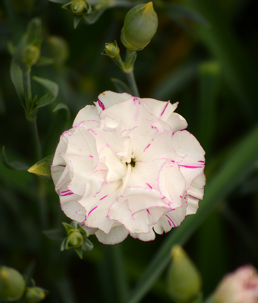 Carnation.jpg