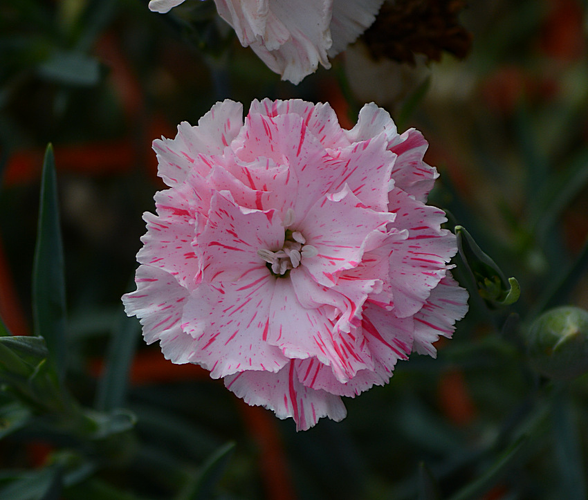 Carnation.jpg