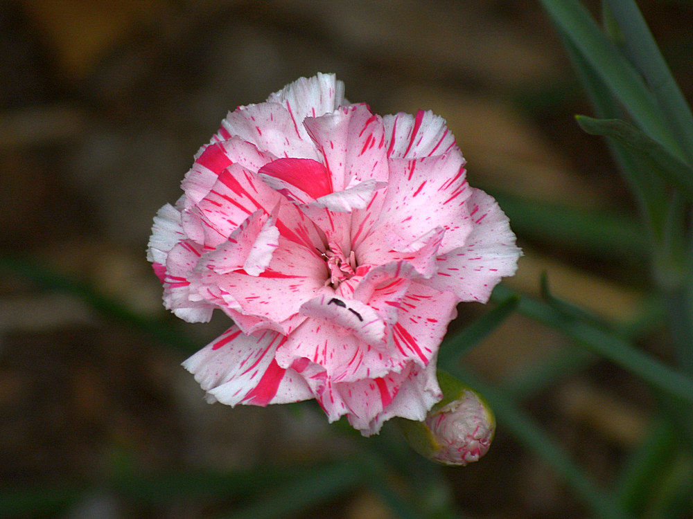 Carnation.jpg