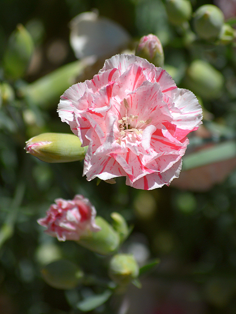 Carnation.jpg