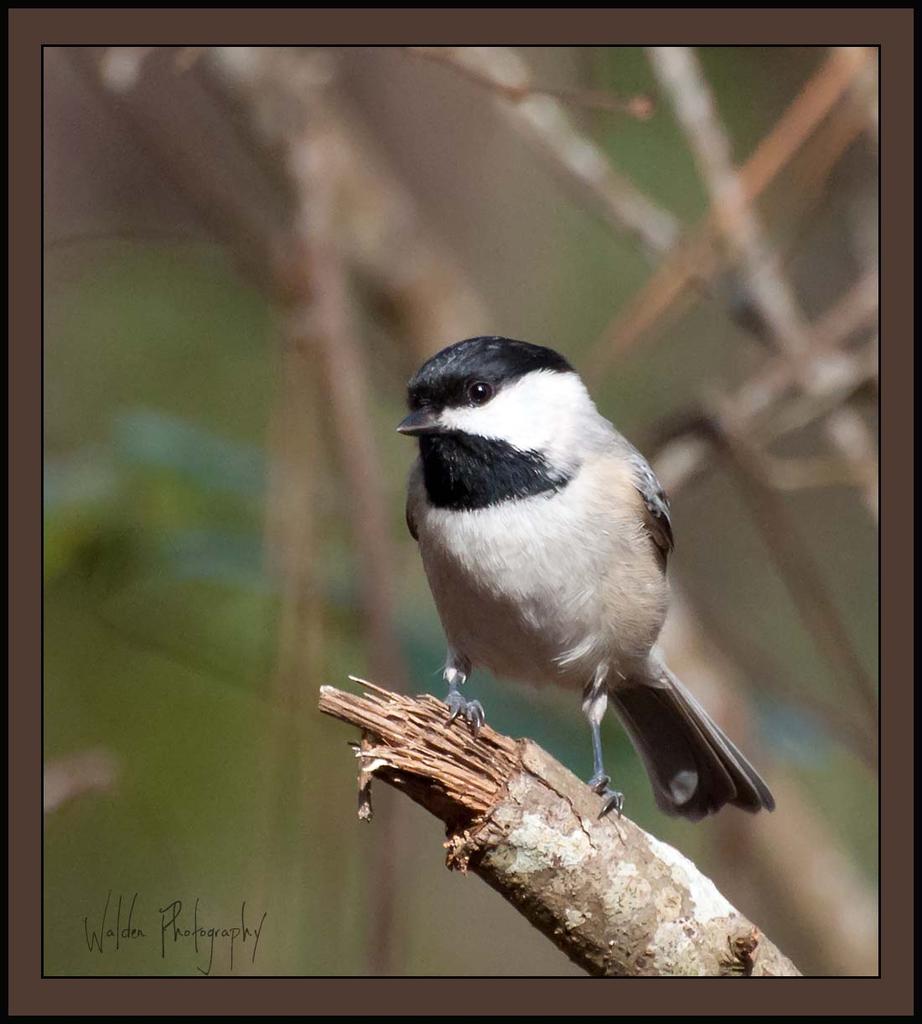 Carolina Chickadee.jpg