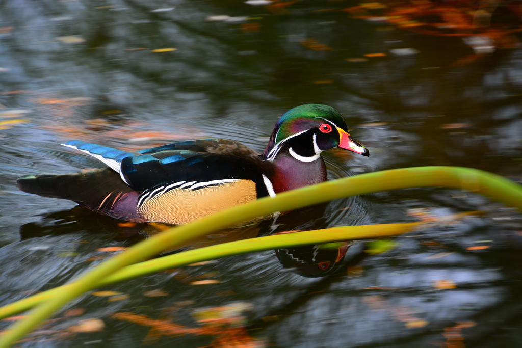 Carolina Woodduck.jpg
