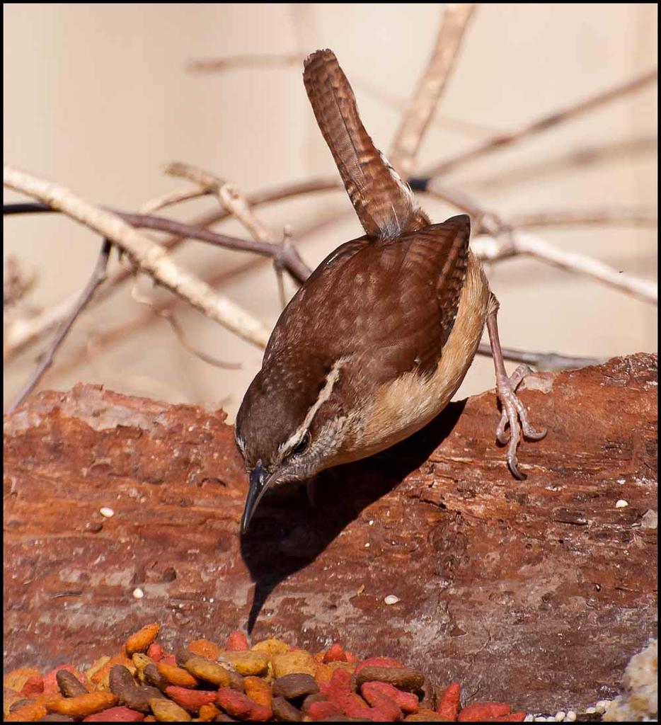 Carolina Wren.jpg