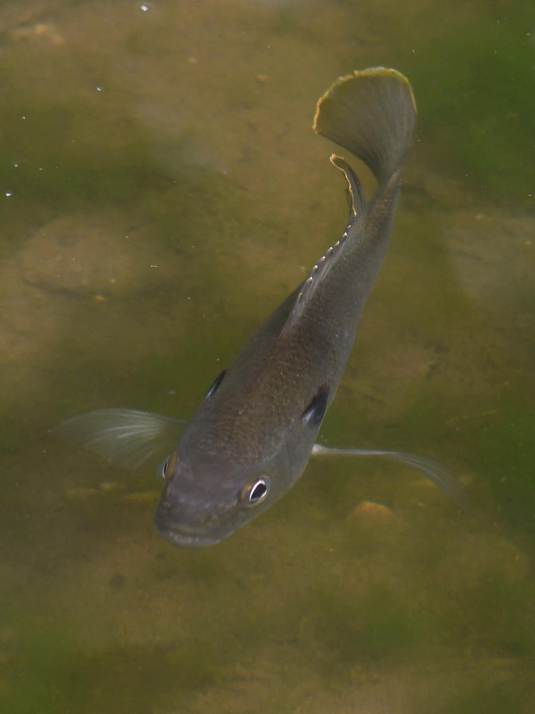 Carp.jpg