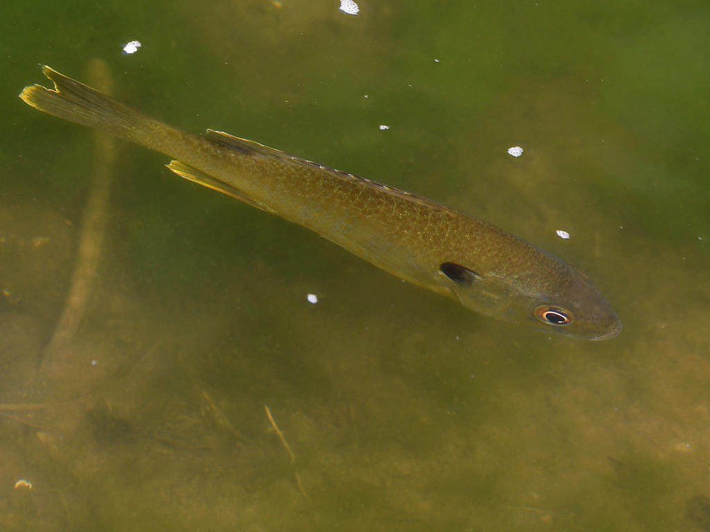 Carp3.jpg