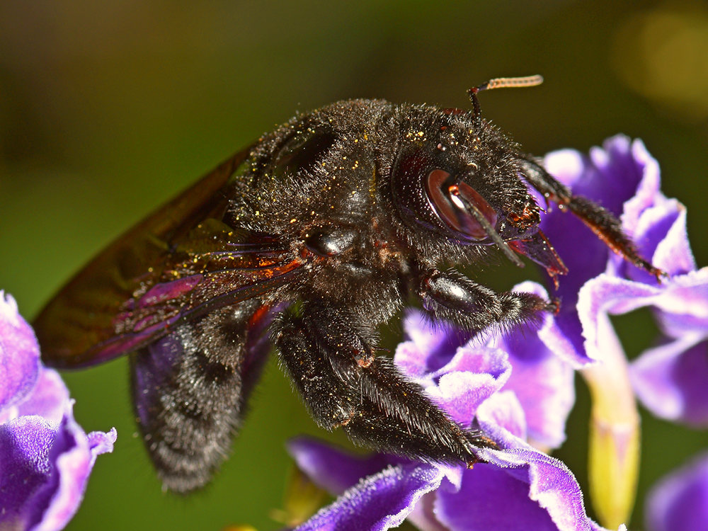 CarpenterBee.jpg