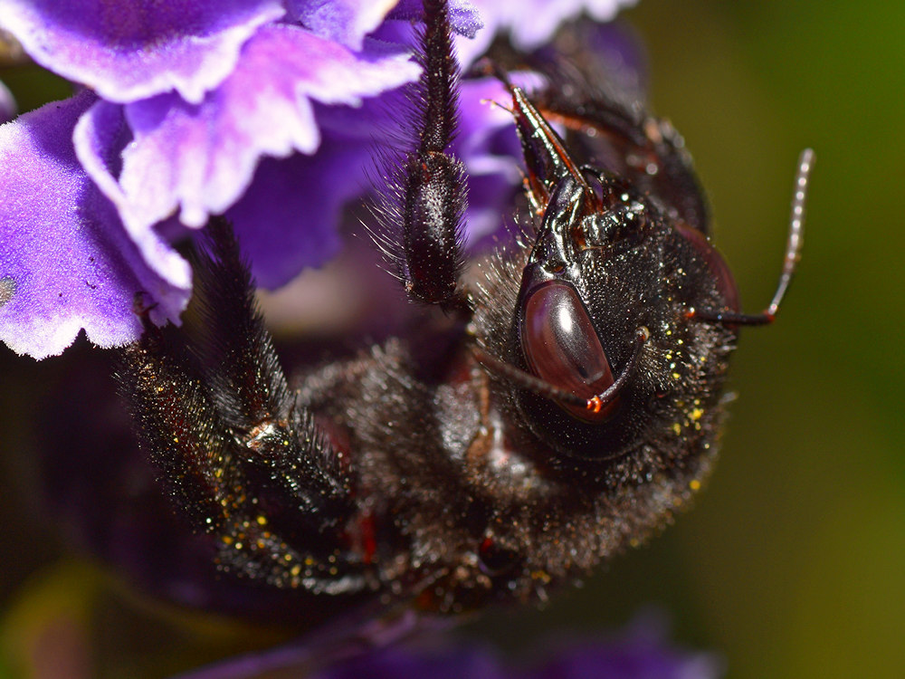 CarpenterBee2.jpg