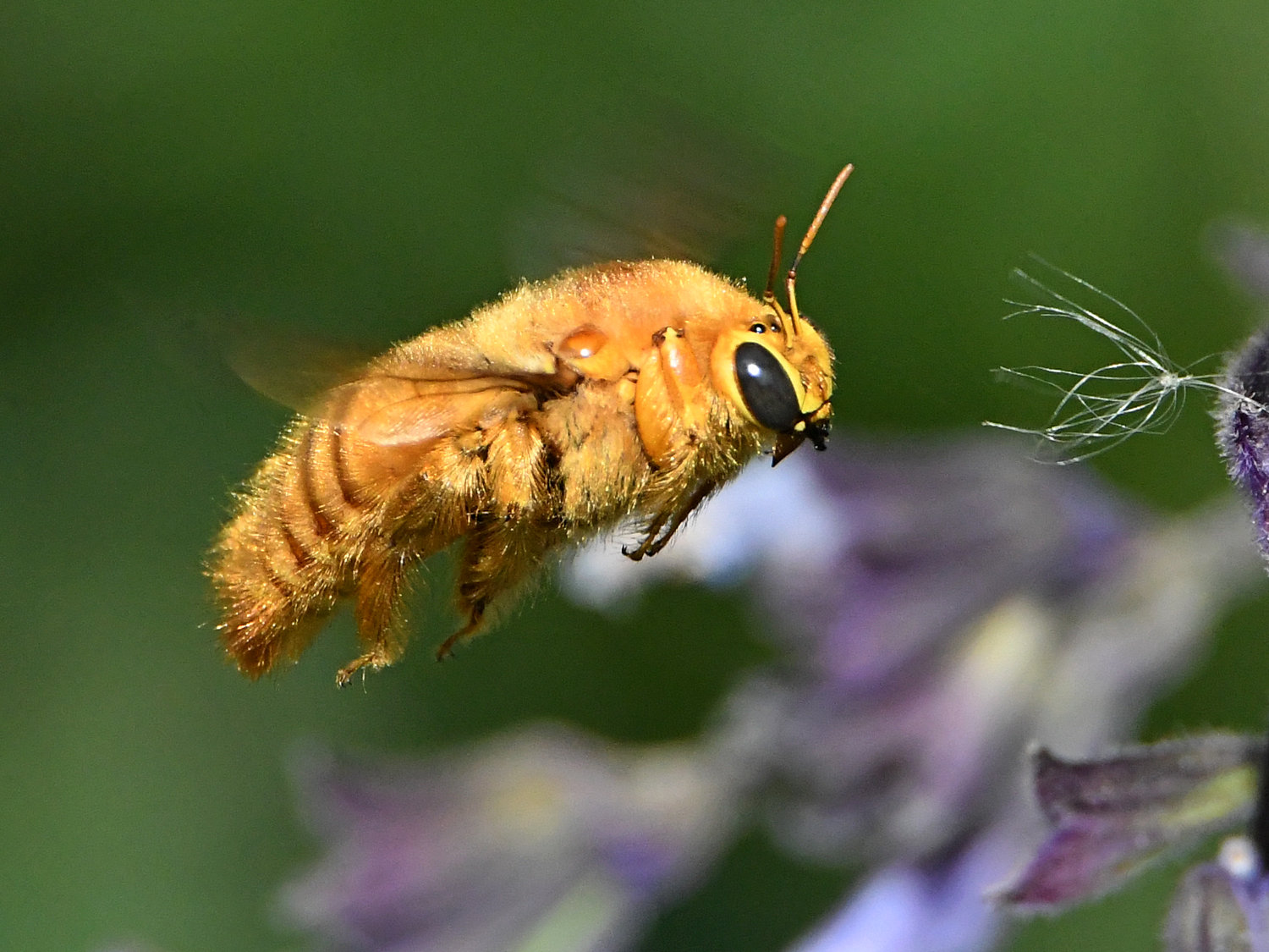 CarpenterBee3.jpg