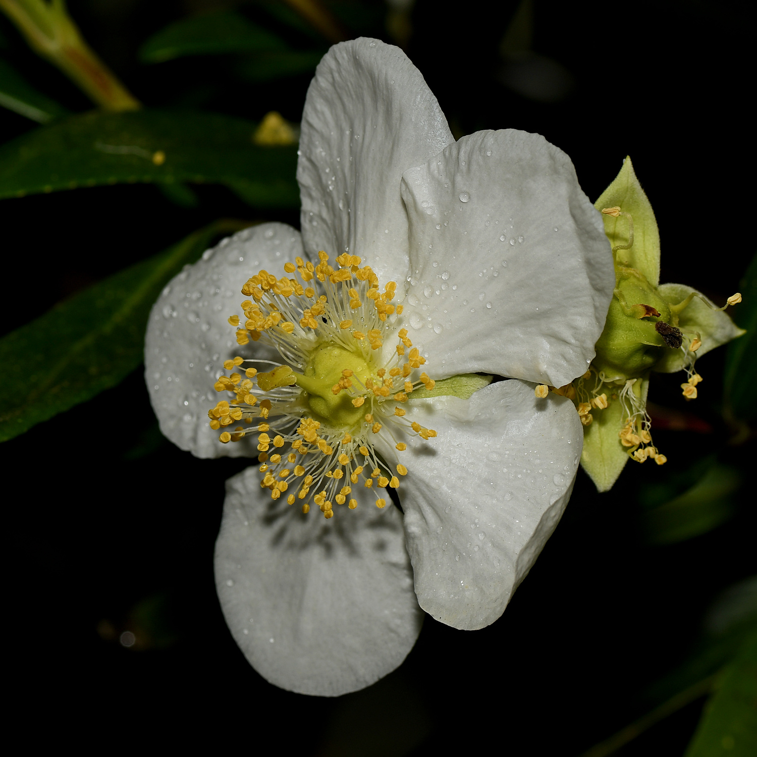 Carpenteria3.jpg