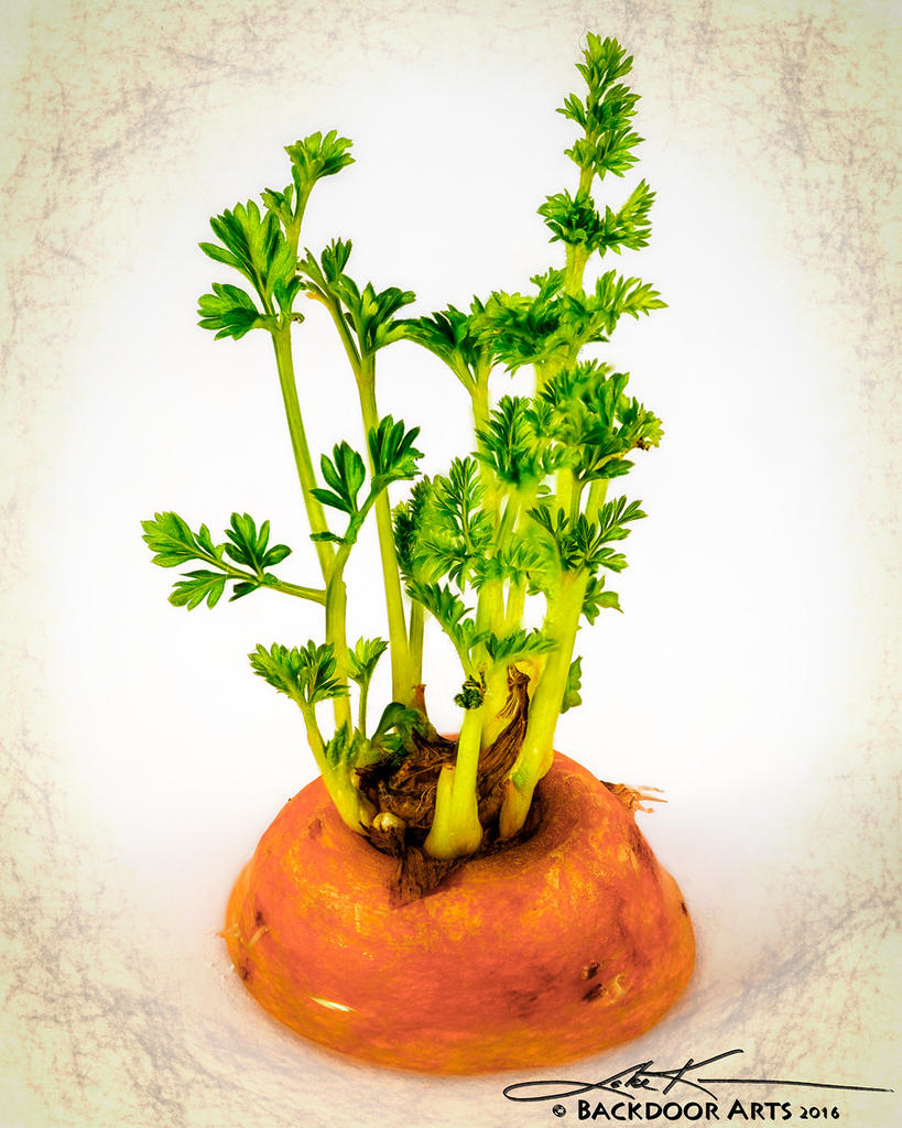 Carrot.jpg