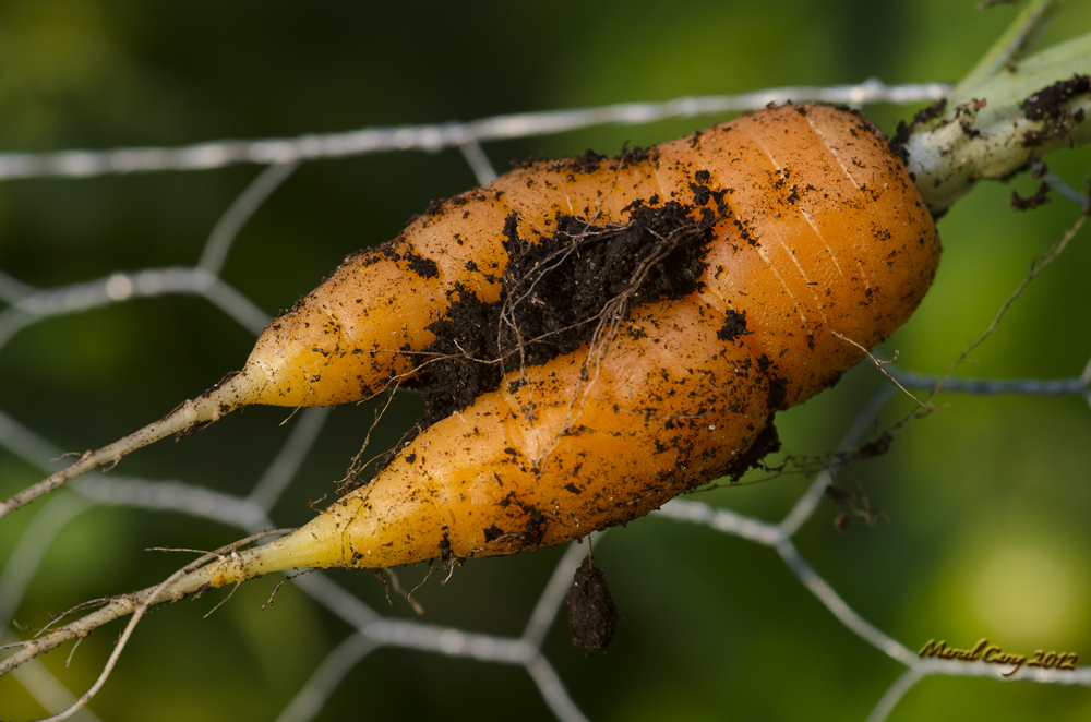 carrotte.jpg