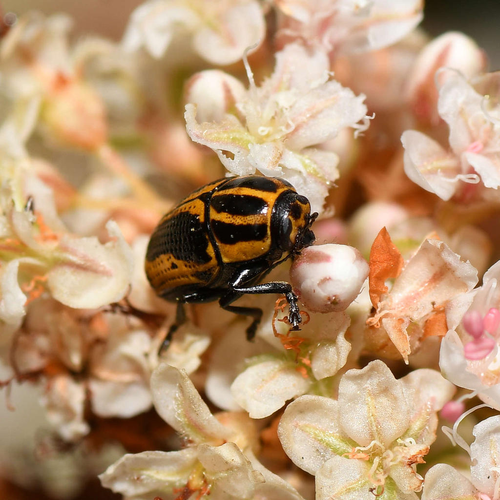 CasebearerBeetle2.jpg