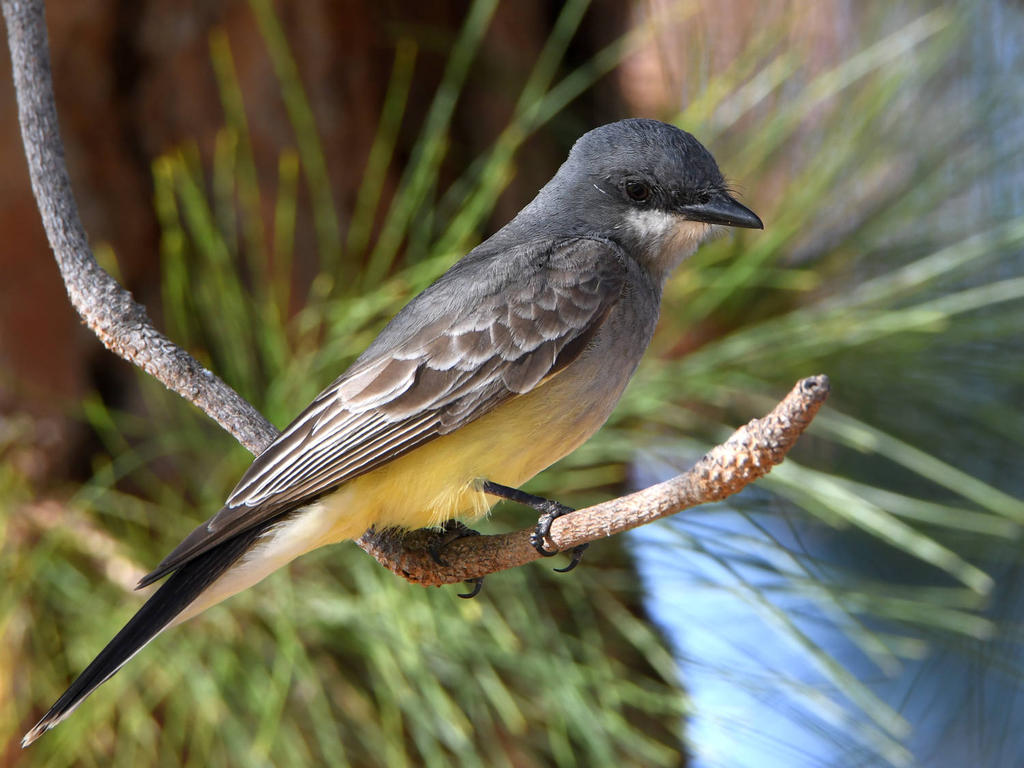 CassinsFlycatcher.jpg