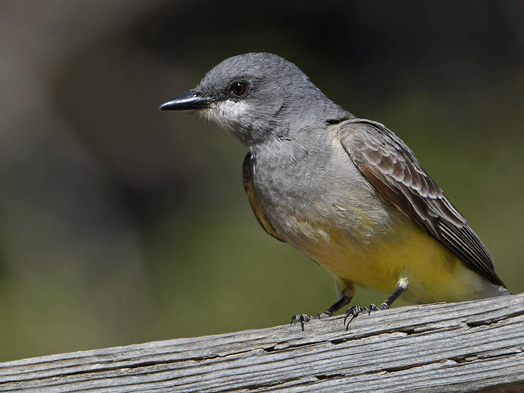 CassinsFlycatcher.jpg