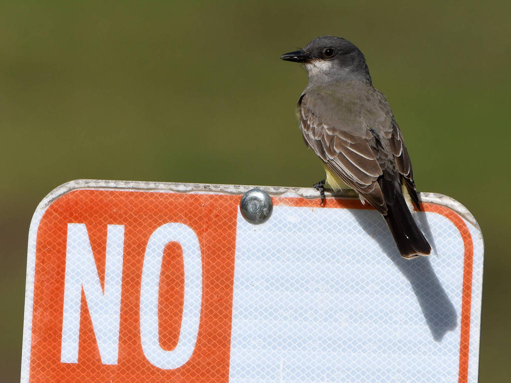 CassinsFlycatcher.jpg