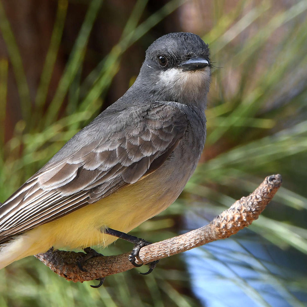 CassinsFlycatcher3.jpg