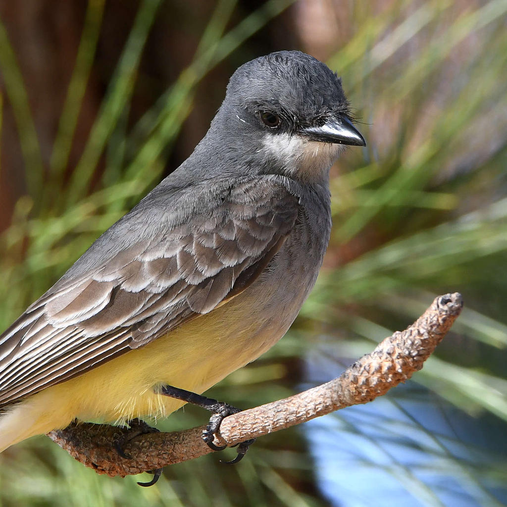 CassinsFlycatcher4.jpg