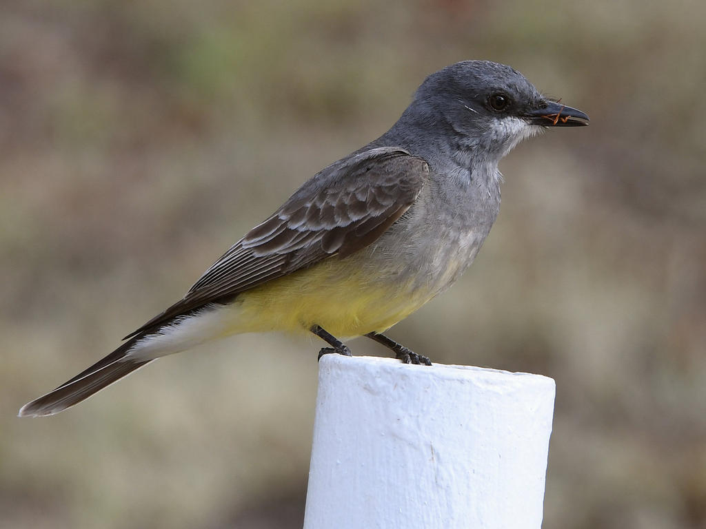 CassinsFlycatcher7.jpg