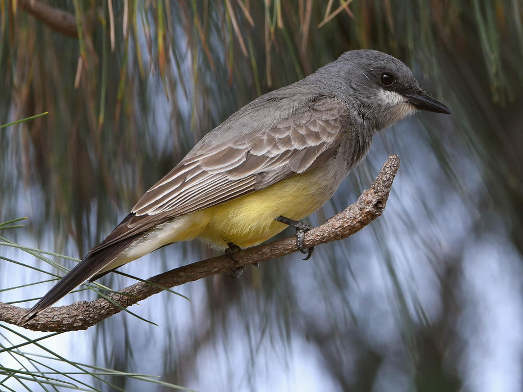 CassinsFlycatcher9.jpg