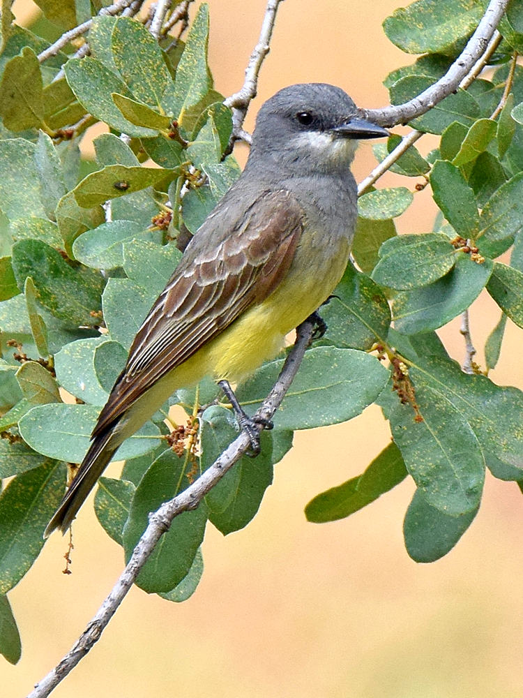 CassinsKingbird.jpg