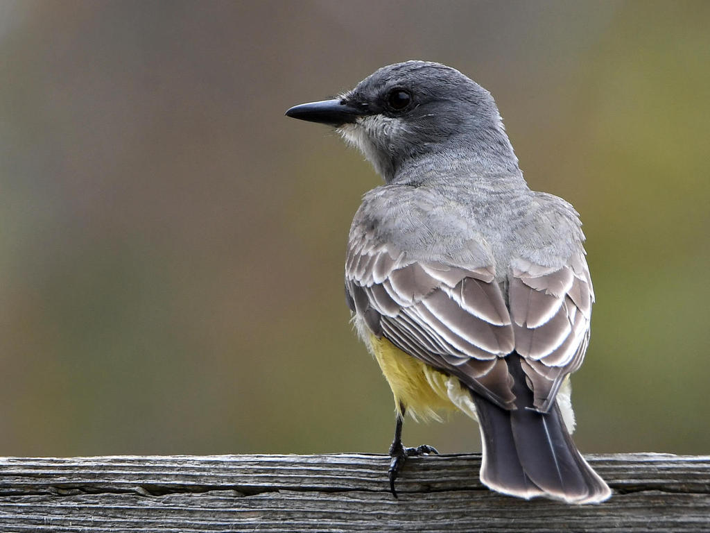 CassinsKingbird.jpg