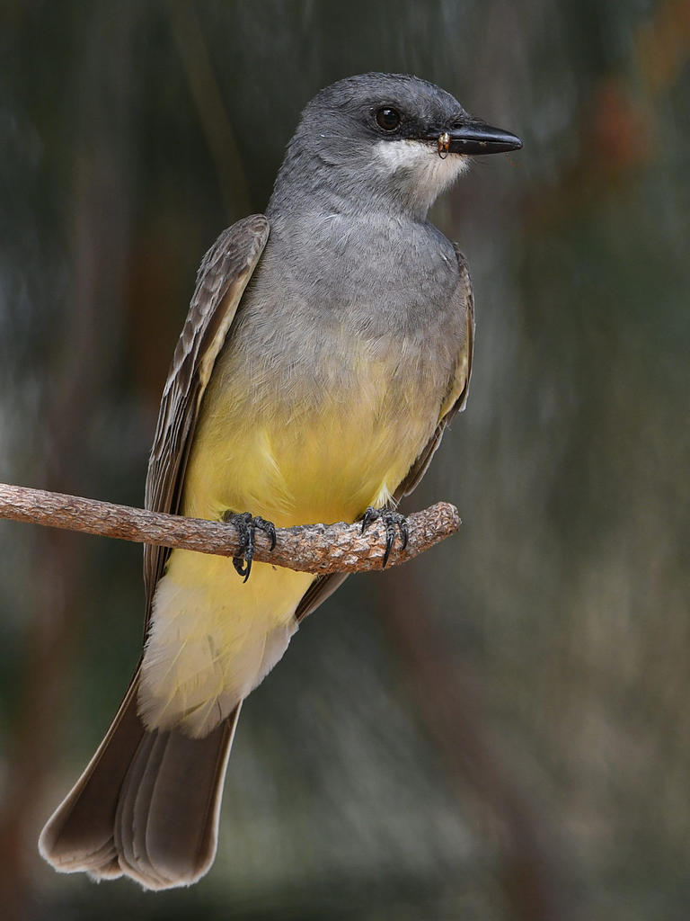CassinsKingbird.jpg