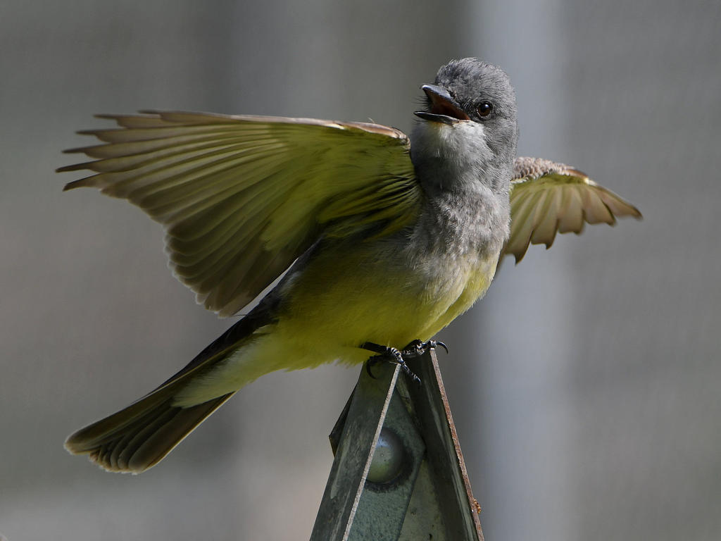 CassinsKingbird.jpg