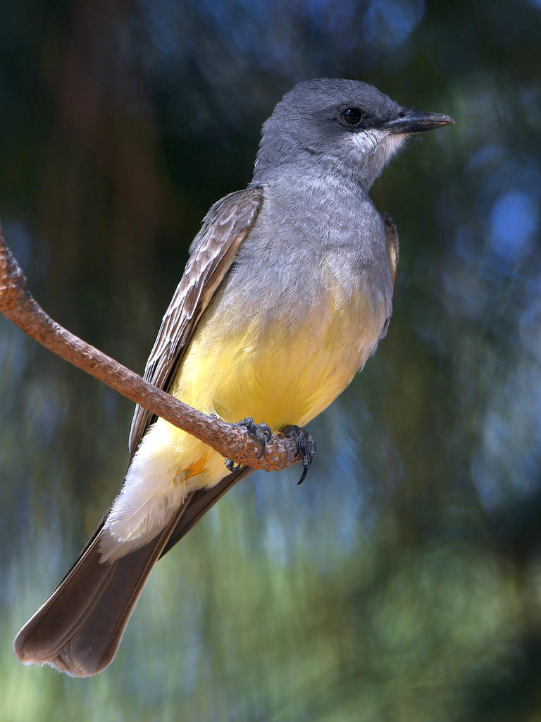 CassinsKingbird.jpg
