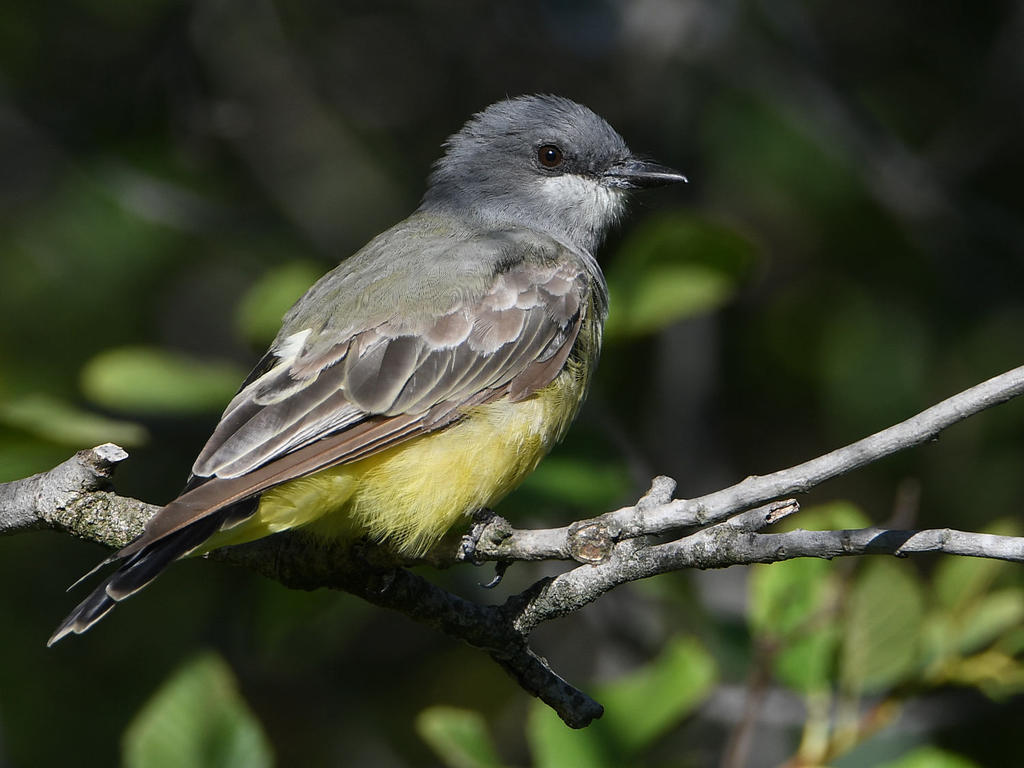 CassinsKingbird.jpg