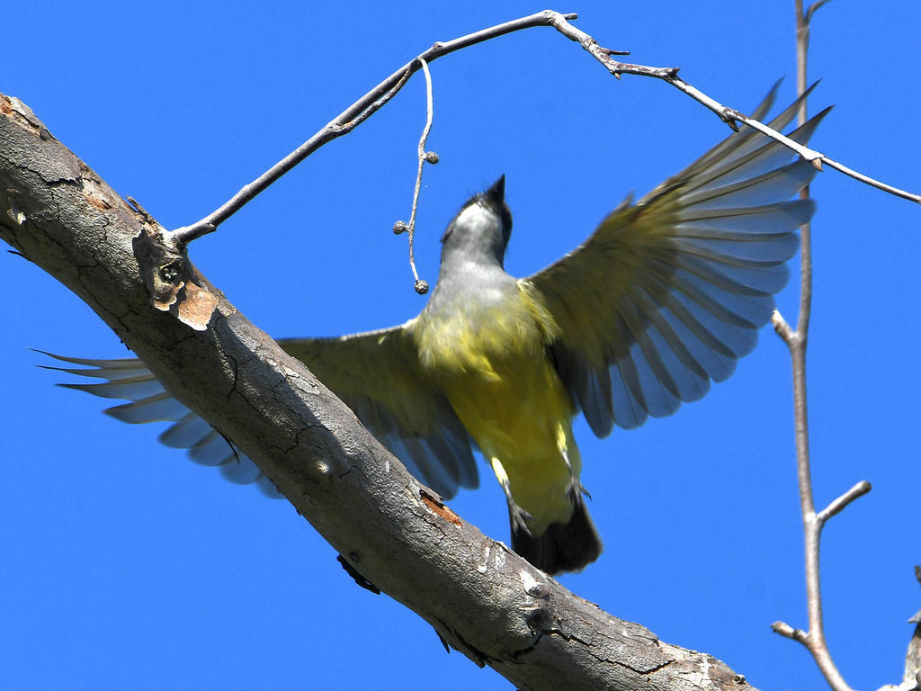 CassinsKingbird.jpg