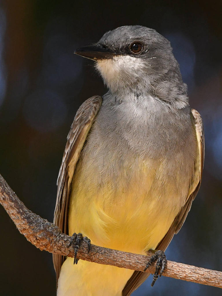CassinsKingbird10.jpg