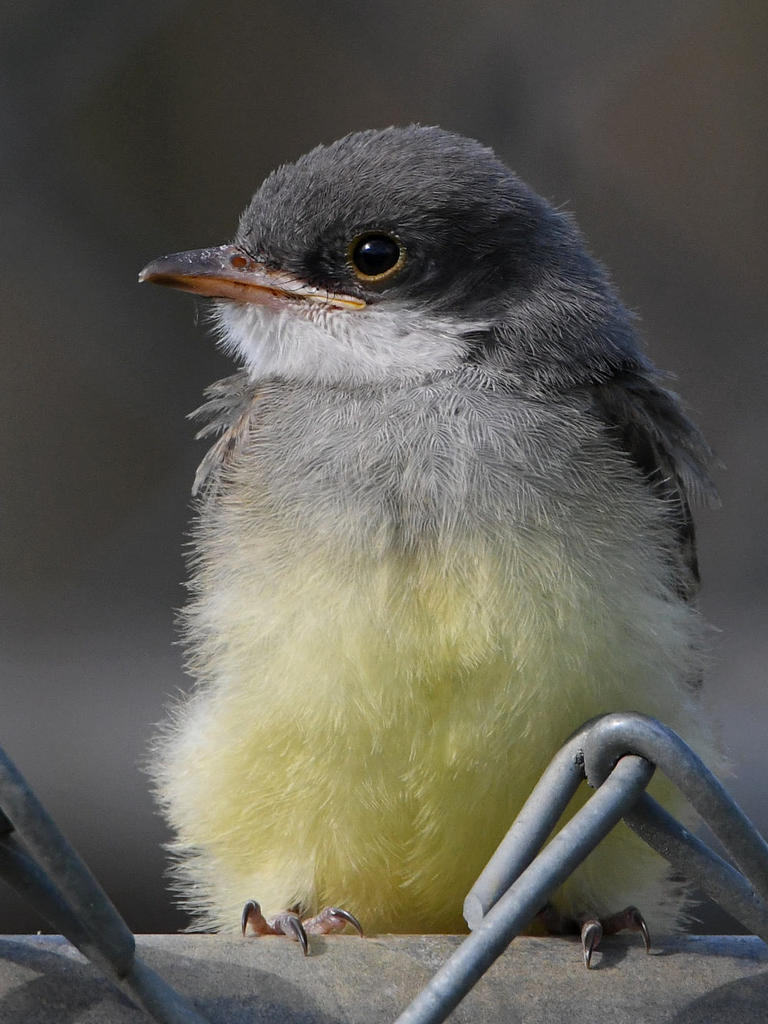 CassinsKingbird14.jpg