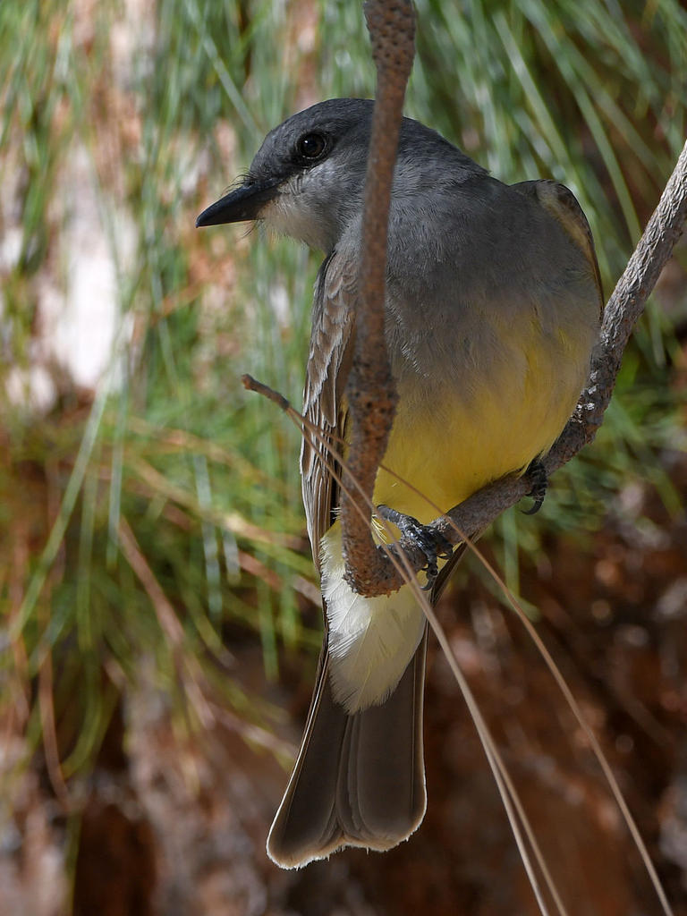CassinsKingbird2.jpg