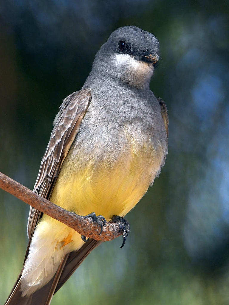 CassinsKingbird2.jpg