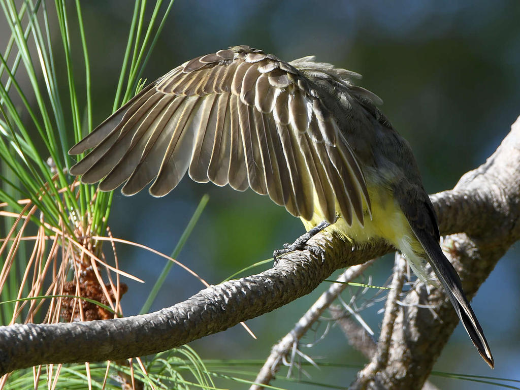 CassinsKingbird3.jpg