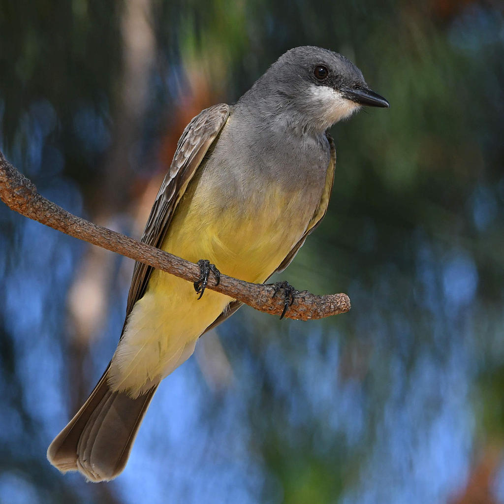 CassinsKingbird5.jpg