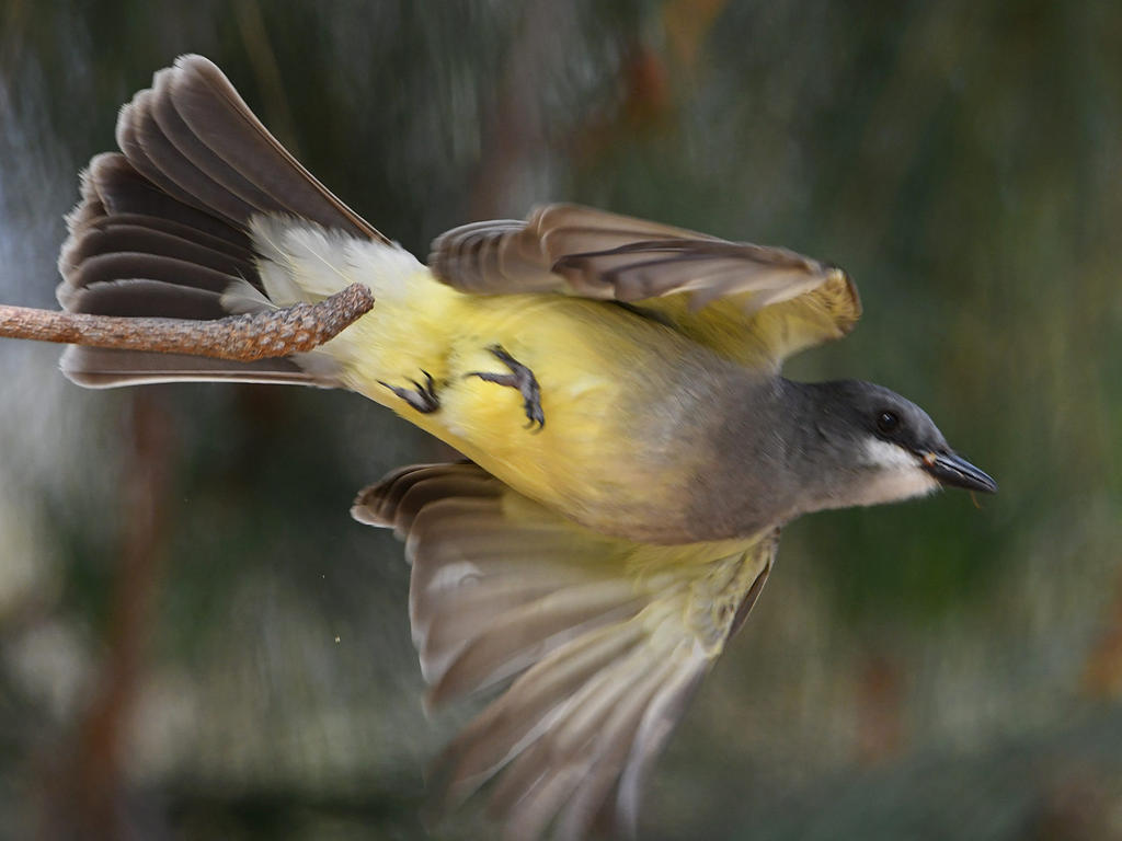 CassinsKingbird5.jpg