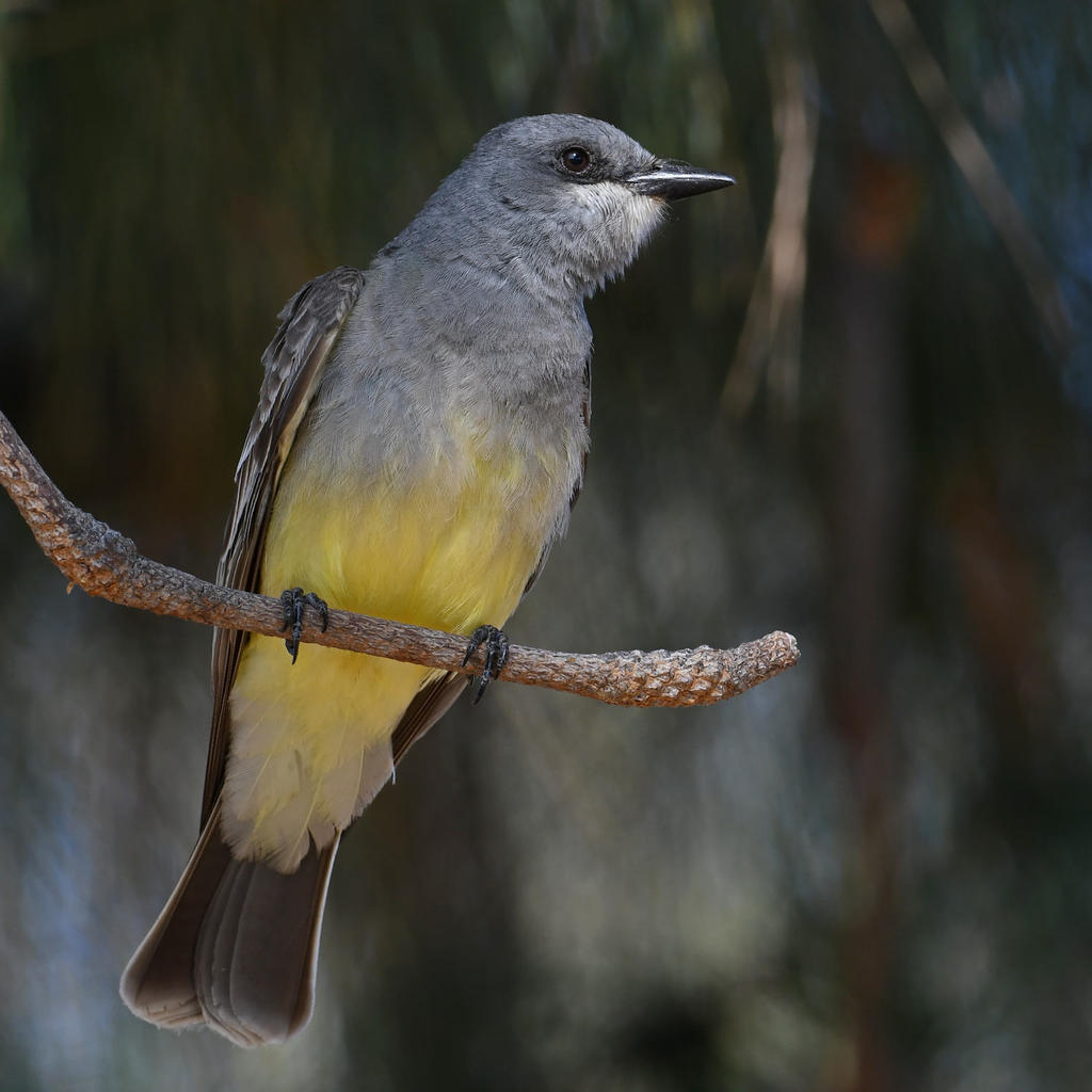 CassinsKingbird5.jpg