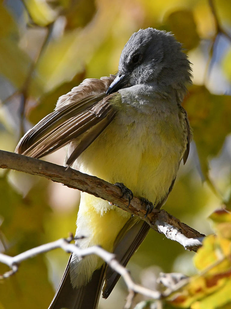 CassinsKingbird5.jpg