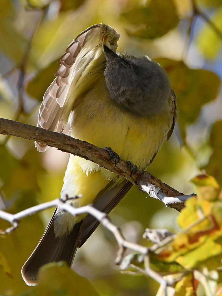 CassinsKingbird6.jpg