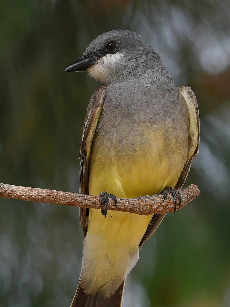 CassinsKingbird7.jpg