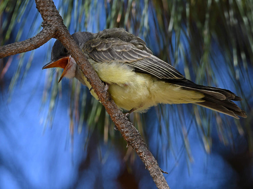 CassinsKingbird7.jpg