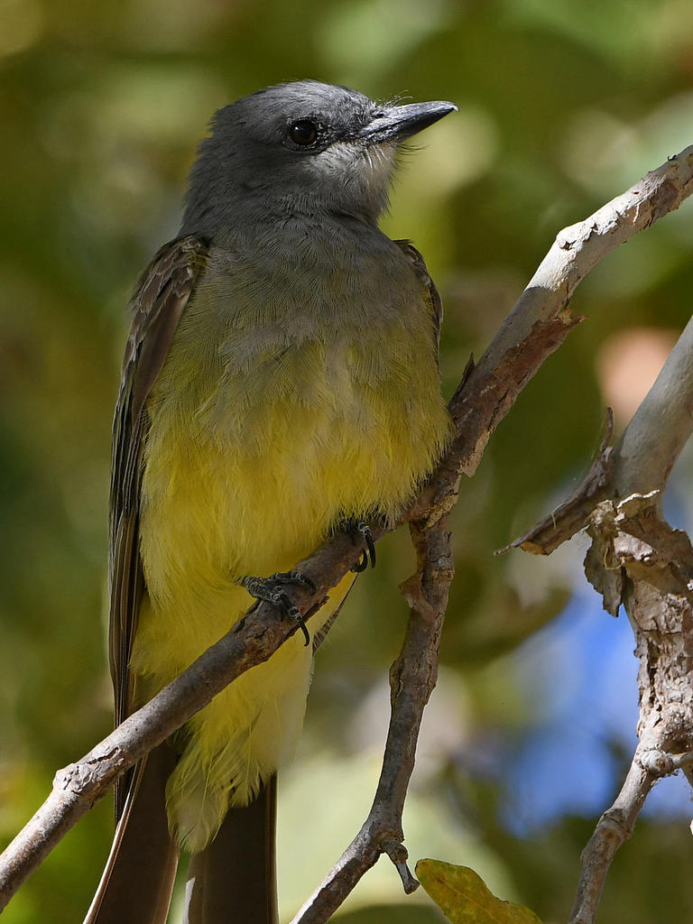 CassinsKingbird7.jpg