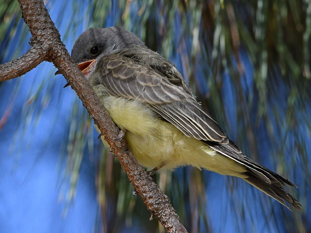 CassinsKingbird9.jpg