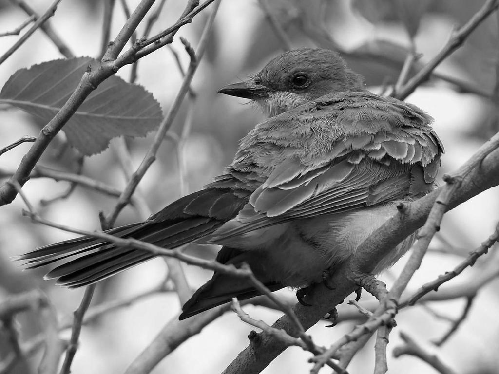 CassinsKingbirdBW.jpg